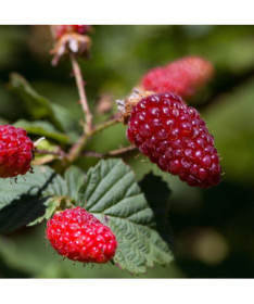 Raspberry-blackberry 'Tummleberry' P9/C1