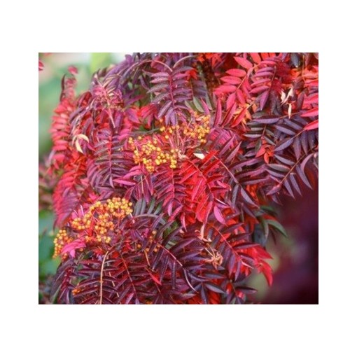 Rowan ‘Autumn Spire’ (grafted plant) C4
