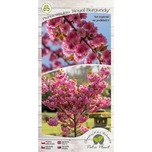 Serrated Cherry ‘Royal Burgundy’ C4 (grafting on rootstock)