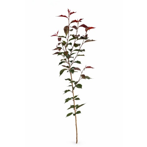 Serrated Cherry ‘Royal Burgundy’ C4 (grafting on rootstock)