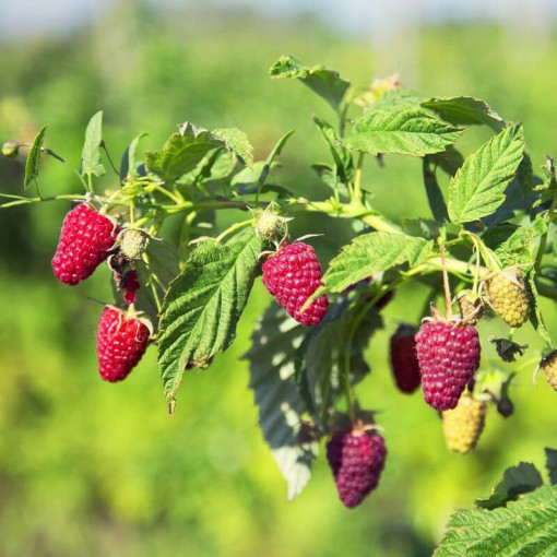 Red Raspberry 'Schonemann' P9/C1