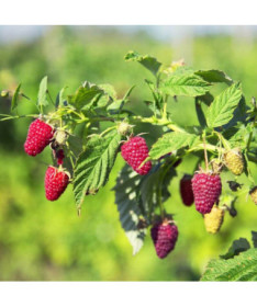 Red Raspberry 'Schonemann' P9/C1