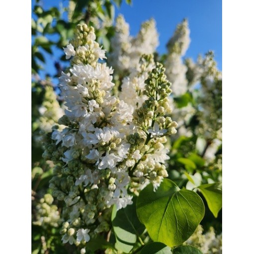 Common lilac ‘Miss Ellen Willmott’ C4