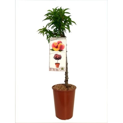 Mini Patio – Peach Honey Gold, 4L pot
