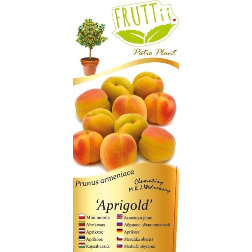 Mini Patio - Morela Aprigold poj, 4L