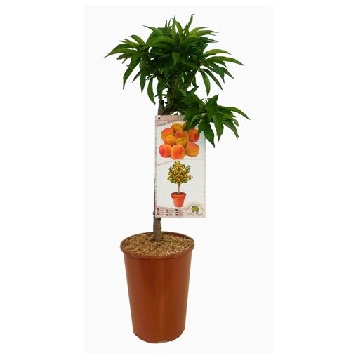 Mini Patio - Morela Aprigold poj, 4L
