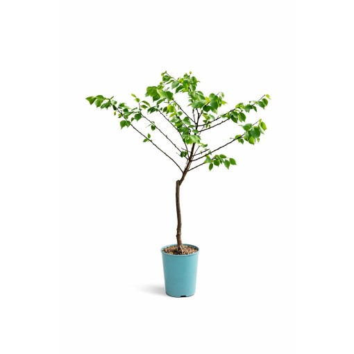 Mini Patio - Morela Aprigold poj, 4L