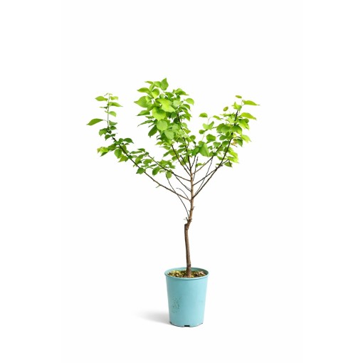 Mini Patio - Morela Aprigold poj, 4L