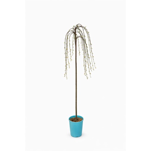 Goat Willow (grafted plant) – container C4