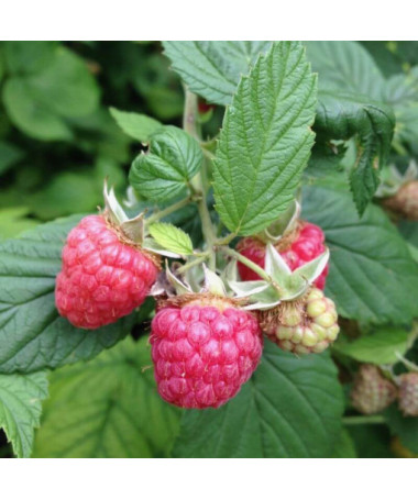 Red Raspberry 'Malling Promise' P9/C1