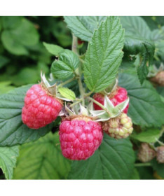 Red Raspberry 'Malling Promise' P9/C1