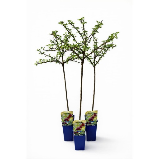 Red Gooseberry ‘Hinnonmaki Red’ C2 (grafted standard plant)