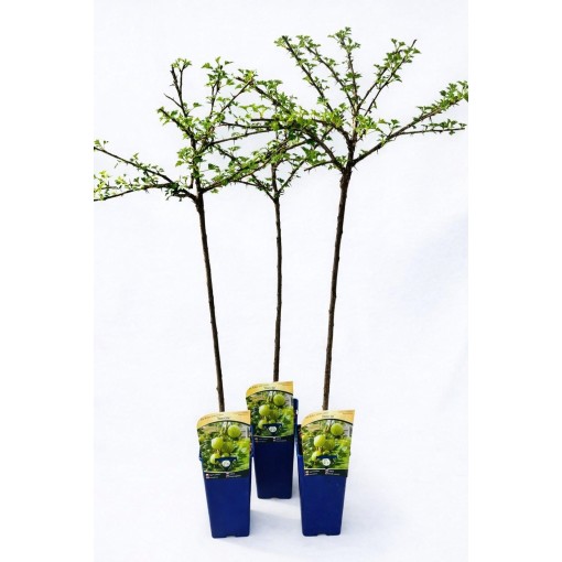 Green Gooseberry ‘Invicta’ C2 (grafted standard plant)
