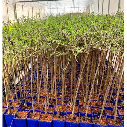 Green Gooseberry ‘Invicta’ C2 (grafted standard plant)