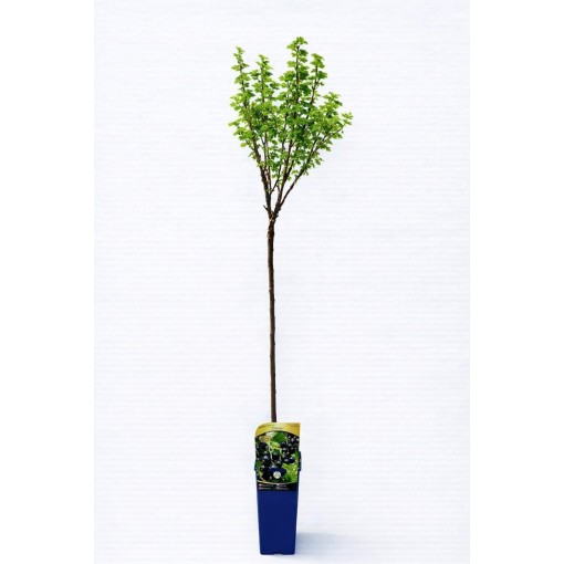 Blackcurrant ‘Titania’ C2 (grafted standard plant)