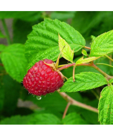 Red Raspberry 'Heritage Red' P9/C1