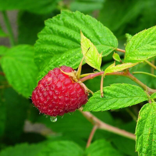 Red Raspberry 'Heritage Red' P9/C1