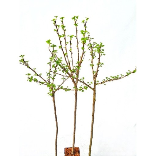 Jostaberry C2 (grafted standard plant)
