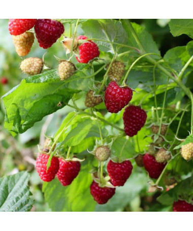 Red raspberry 'Dorman Red' P9/C1