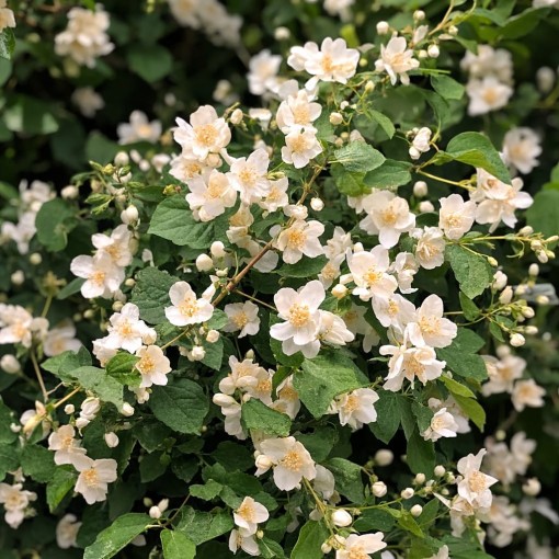 Mock Orange Mont Blanc P9/C1