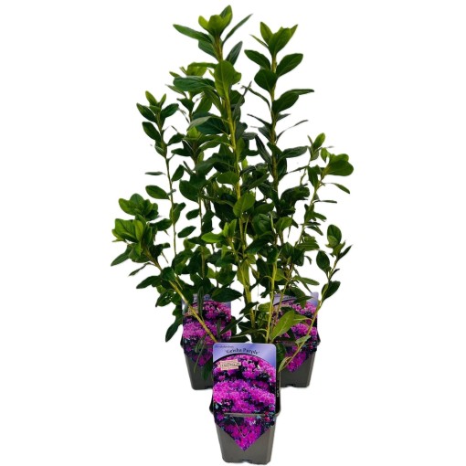 Rhododendron (Azalea) 'Geisho Purple' C4