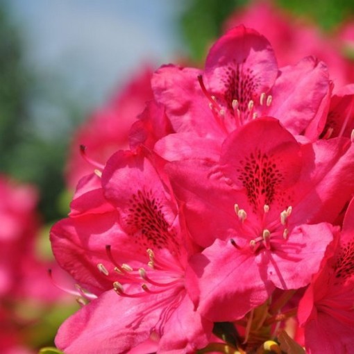 Rhododendron (Azalea) Nova Zembla pot, C4