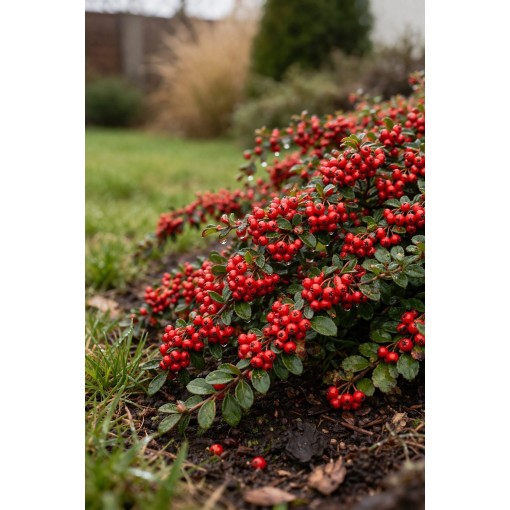 Swedish Cotoneaster ‘Coral Beauty’ P9/C1