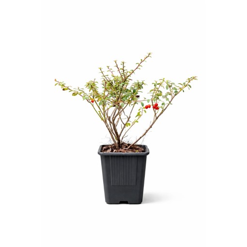 Swedish Cotoneaster ‘Coral Beauty’ P9/C1
