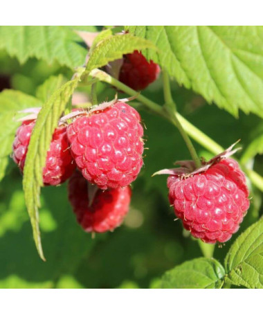 Red raspberry 'Autumn First' P9/C1