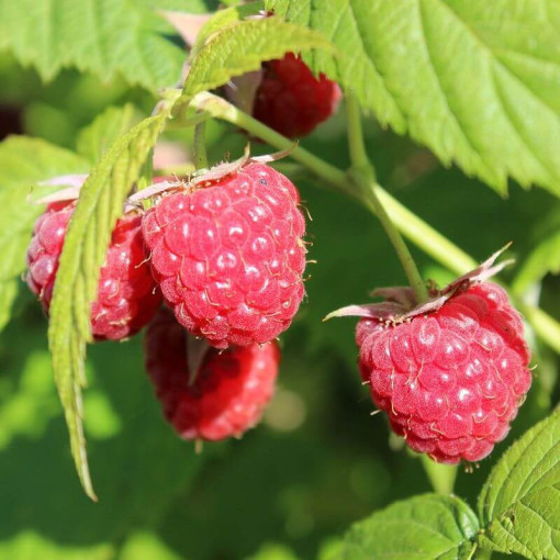 Red raspberry 'Autumn First' P9/C1