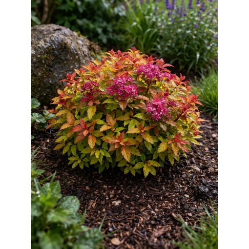Japanese Spirea ‘Goldflame’ P9/C1