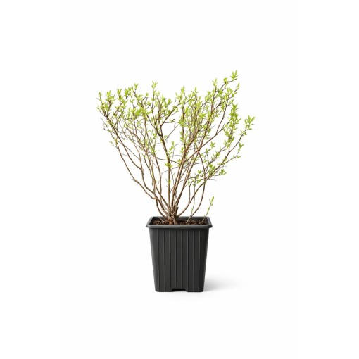 Grey spirea (Spiraea × cinerea) ‘Grefsheim’ P9/C1