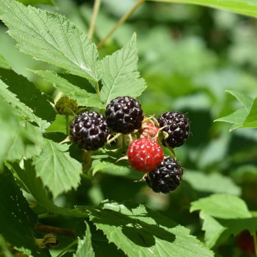 Black raspberry 'Black Jewel'