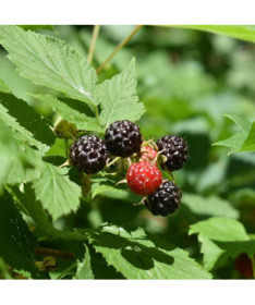 Black raspberry 'Black Jewel'