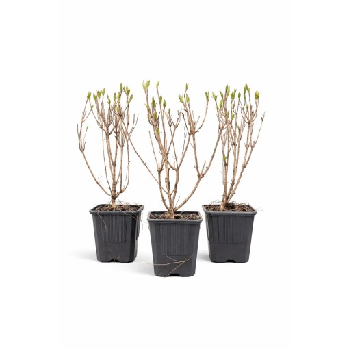 WEIGELA ‘Rumba ’ P9/C1