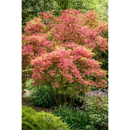 WEIGELA ‘RUBIDOL’ P9/C1
