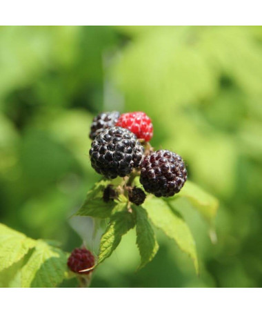 Black raspberry 'Black Jewel'
