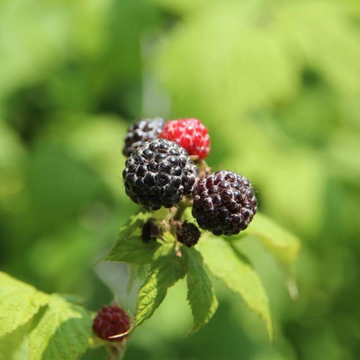Black raspberry 'Black Jewel'