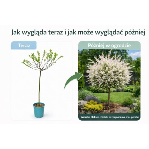 Hakuro-Nishiki Willow (grafted plant) container C4