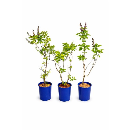 Lilak pospolity Aucubaefolia C4