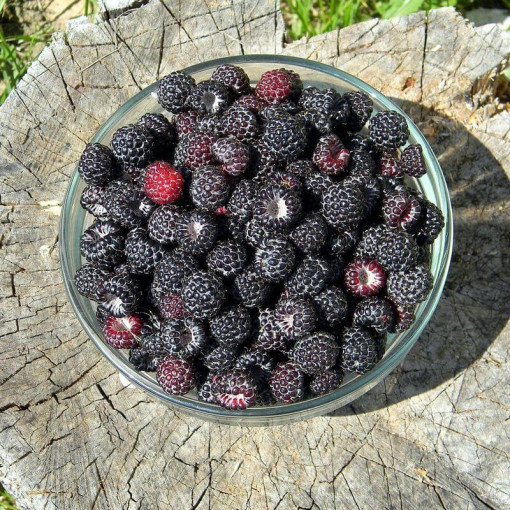 Black raspberry 'Black Jewel'