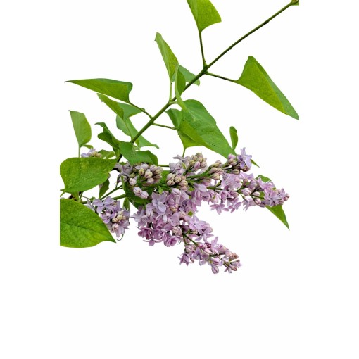 Common Lilac ‘Michel Buchner’ C4