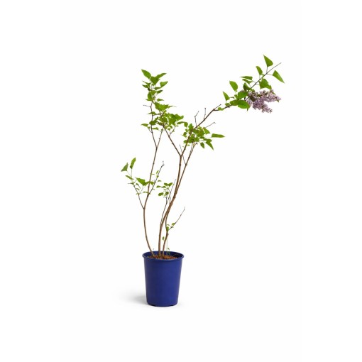 Common Lilac ‘Michel Buchner’ C4