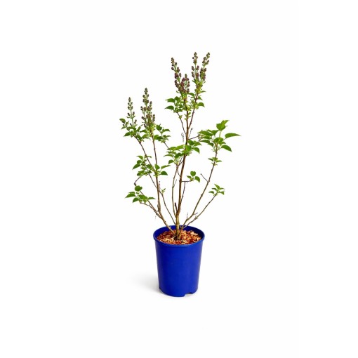 Common Lilac ‘Standard of Lenin’ C4