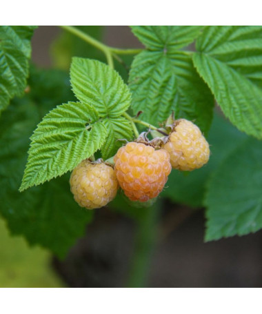 Yellow raspberry 'Allgold' P9/C1