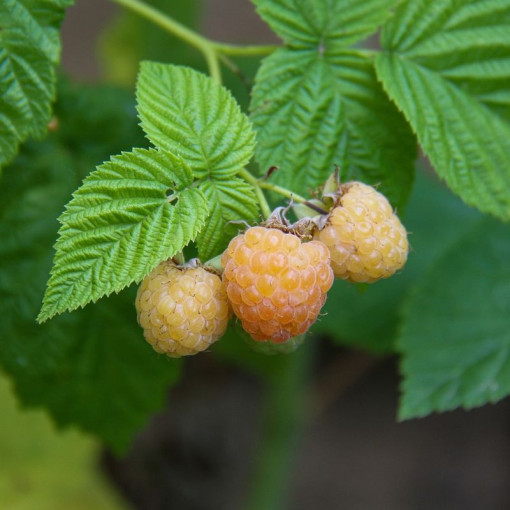 Yellow raspberry 'Allgold' P9/C1