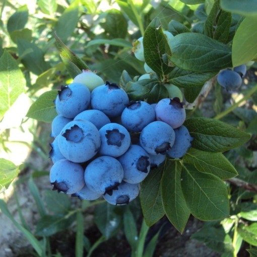 American Blueberry Denis Blue C4