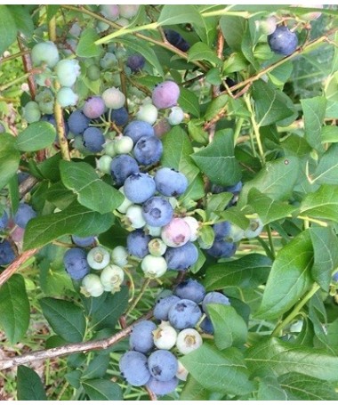 American Blueberry Elizabeth C4