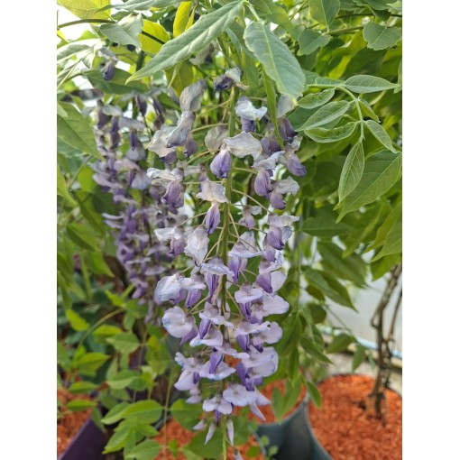 Chinese Wisteria BLUE-VIOLET pot, 10L