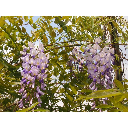 Chinese Wisteria BLUE-VIOLET pot, 10L